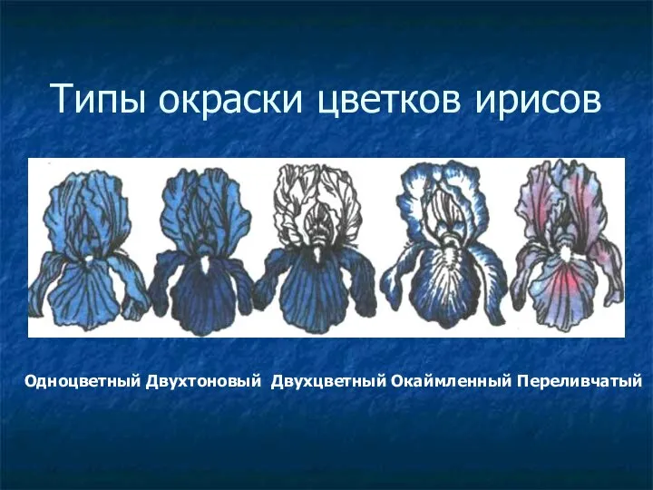 Типы окраски цветков ирисов Одноцветный Двухтоновый Двухцветный Окаймленный Переливчатый