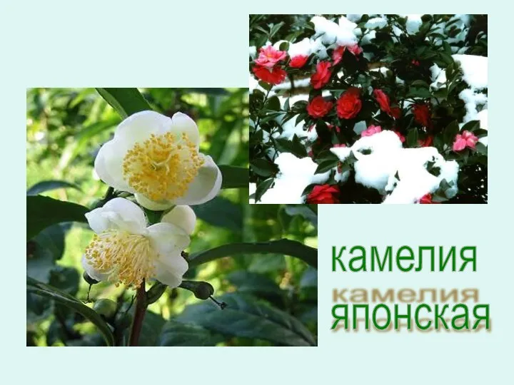 камелия японская