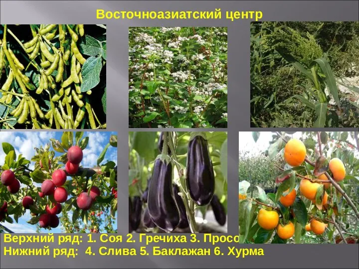 Верхний ряд: 1. Соя 2. Гречиха 3. Просо Нижний ряд: 4.