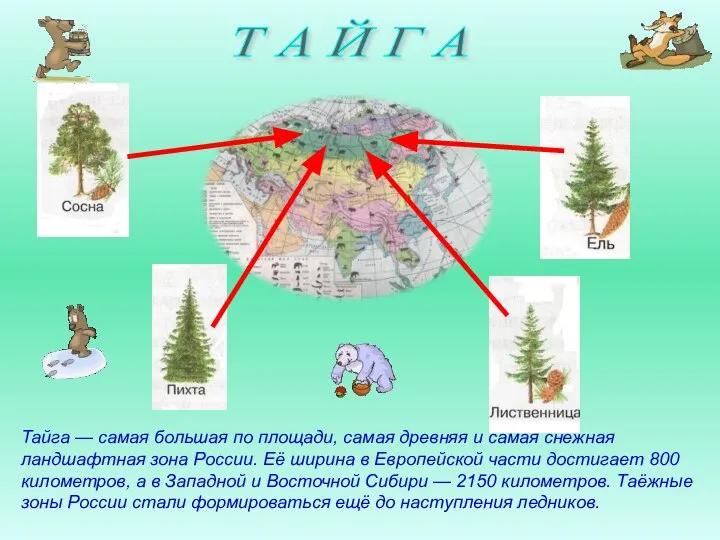 Т А Й Г А Тайга — самая большая по площади,