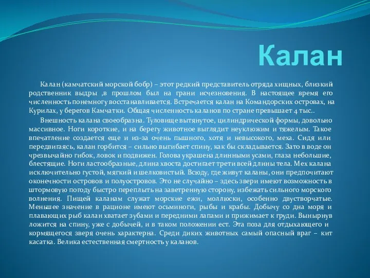 Калан Калан (камчатский морской бобр) – этот редкий представитель отряда хищных,