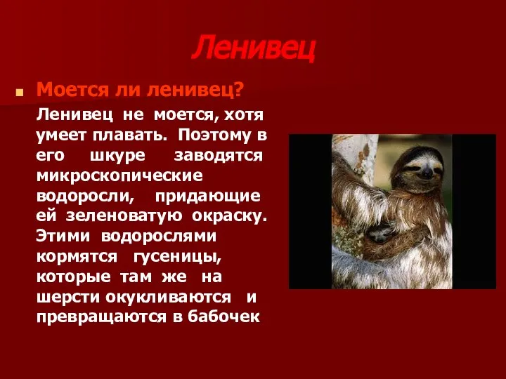 Ленивец Моется ли ленивец? Ленивец не моется, хотя умеет плавать. Поэтому