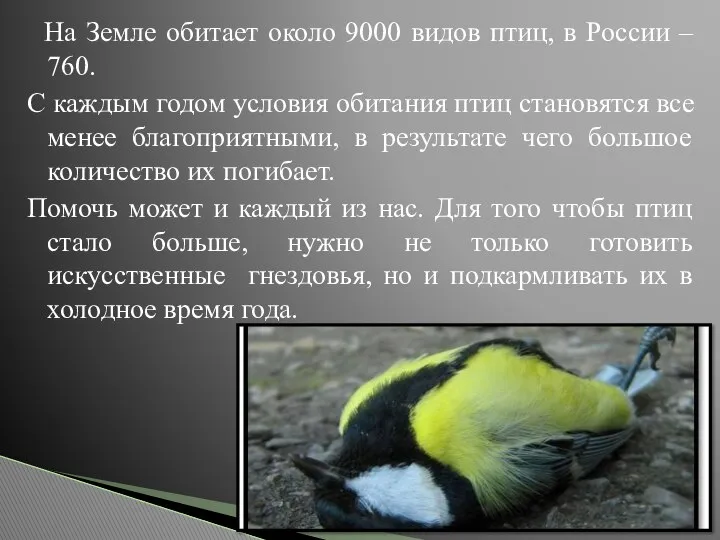 На Земле обитает около 9000 видов птиц, в России – 760.