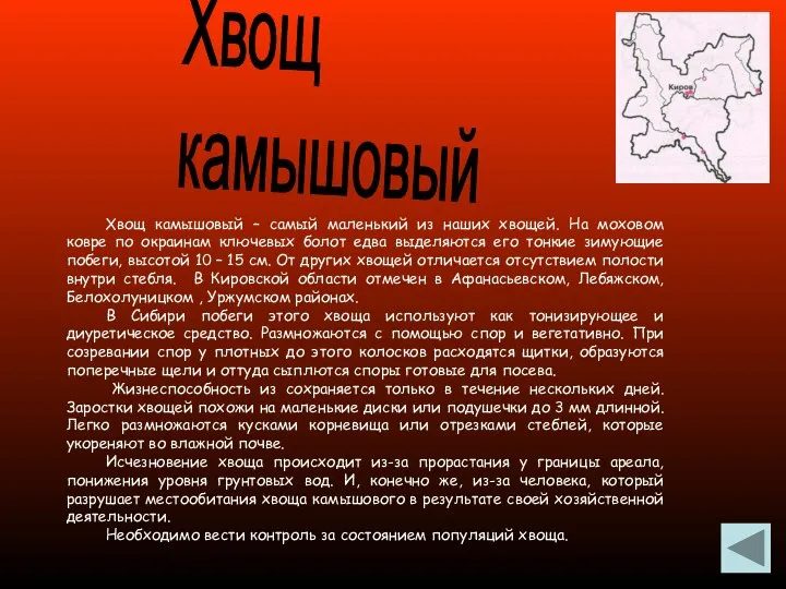 Хвощ камышовый Хвощ камышовый – самый маленький из наших хвощей. На