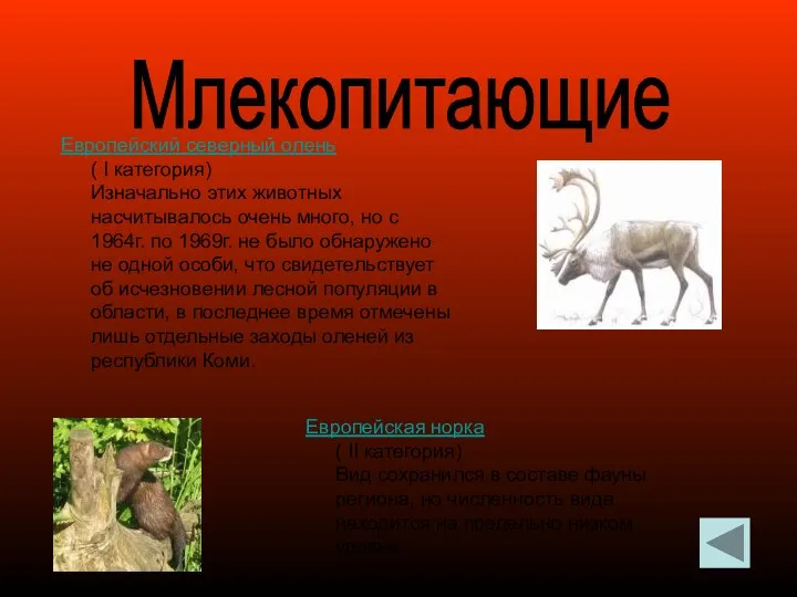 Млекопитающие Европейский северный олень ( I категория) Изначально этих животных насчитывалось