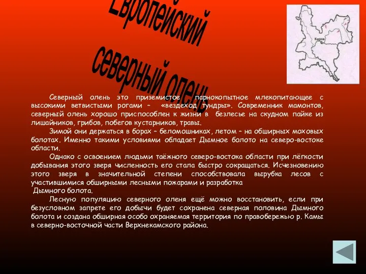 Европейский северный олень Северный олень это приземистое парнокопытное млекопитающее с высокими