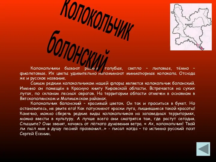 Колокольчики бывают разные: голубые, светло – лиловые, тёмно – фиолетовые. Их