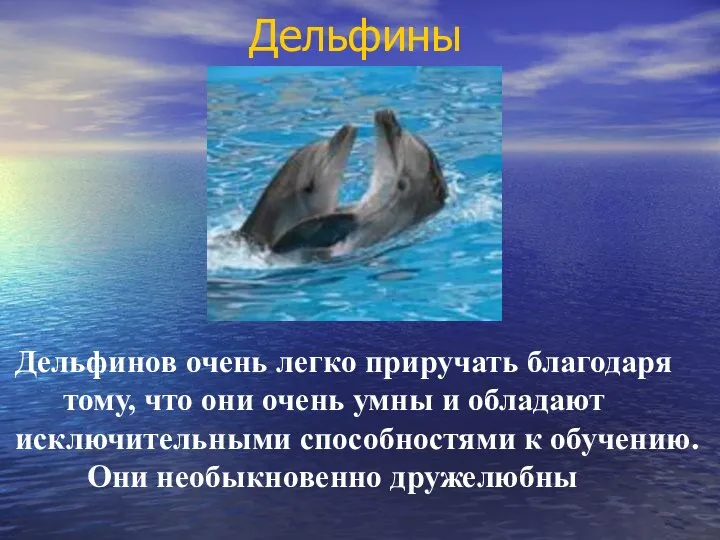Дельфины Дельфинов очень легко приручать благодаря тому, что они очень умны