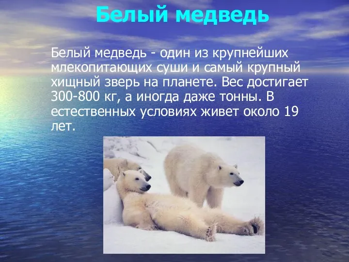 Белый медведь - один из крупнейших млекопитающих суши и самый крупный