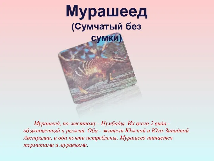 Мурашеед, по-местному - Нумбады. Их всего 2 вида -обыкновенный и рыжий.