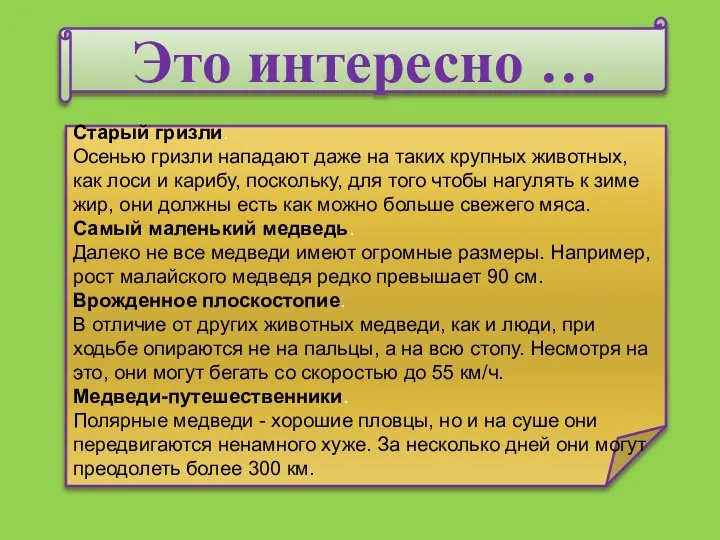 Это интересно … Старый гризли. Осенью гризли нападают даже на таких