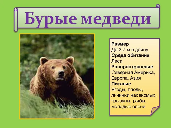 Бурые медведи Размер. До 2,7 м в длину Среда обитания. Леса