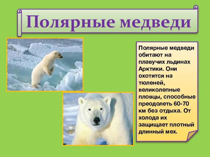 Полярные медведи Полярные медведи обитают на плавучих льдинах Арктики. Они охотятся