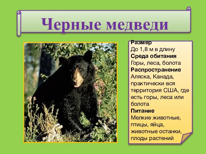 Черные медведи Размер. До 1,8 м в длину Среда обитания. Горы,