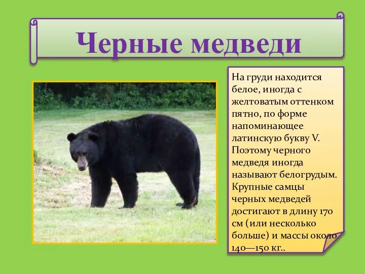 Черные медведи На груди находится белое, иногда с желтоватым оттенком пятно,