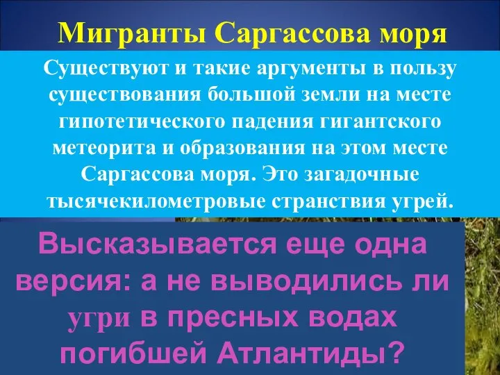 Мигранты Саргассова моря Высказывается еще одна версия: а не выводились ли