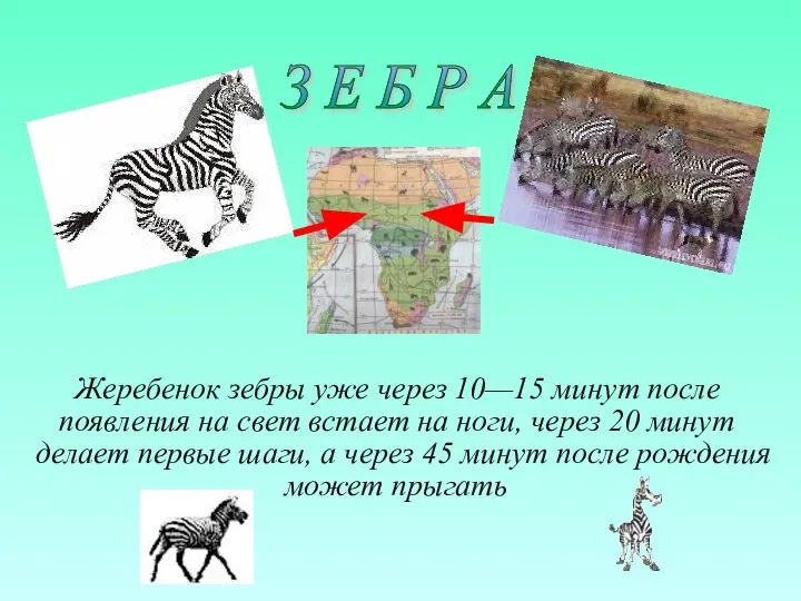 Жеребенок зебры уже через 10—15 минут после появления на свет встает