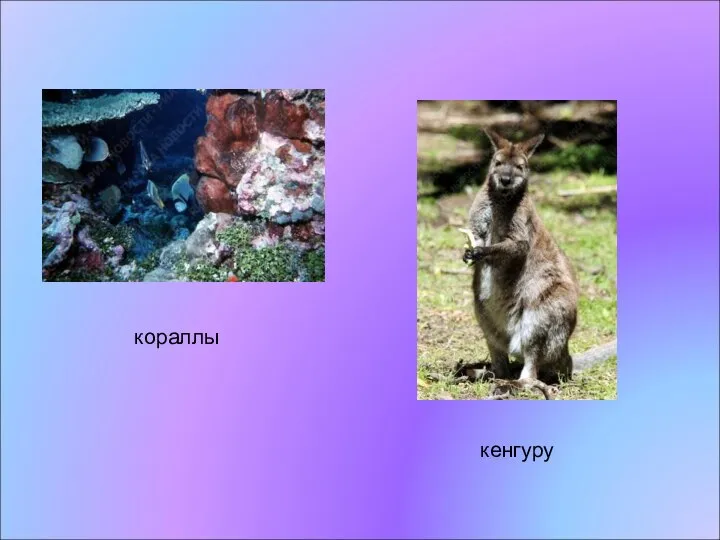 кораллы кенгуру