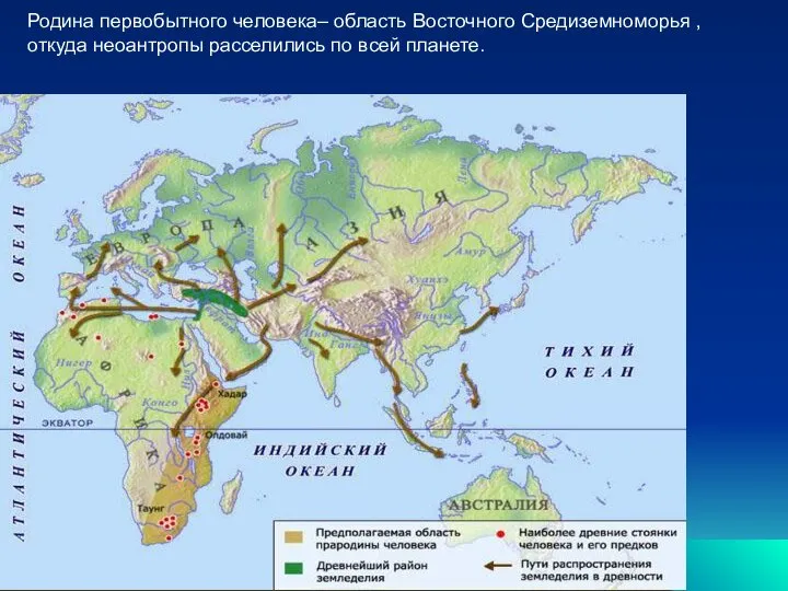 Родина первобытного человека– область Восточного Средиземноморья , откуда неоантропы расселились по всей планете.