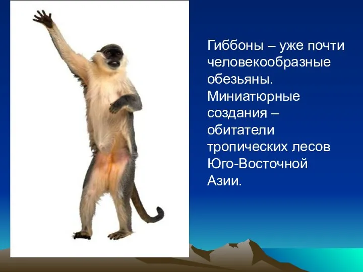 Гиббоны – уже почти человекообразные обезьяны. Миниатюрные создания – обитатели тропических лесов Юго-Восточной Азии.