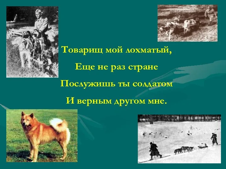 Товарищ мой лохматый, Еще не раз стране Послужишь ты солдатом И верным другом мне.