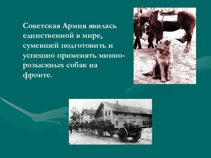 Советская Армия явилась единственной в мире, сумевшей подготовить и успешно применять минно-розыскных собак на фронте.