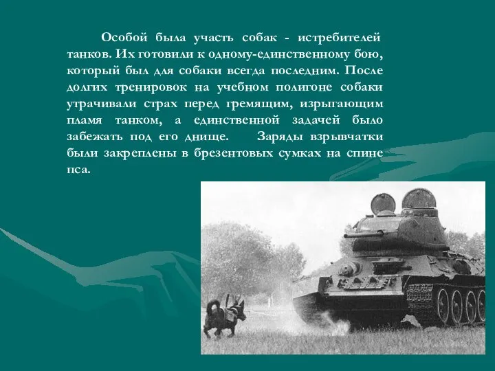 Особой была участь собак - истребителей танков. Их готовили к одному-единственному