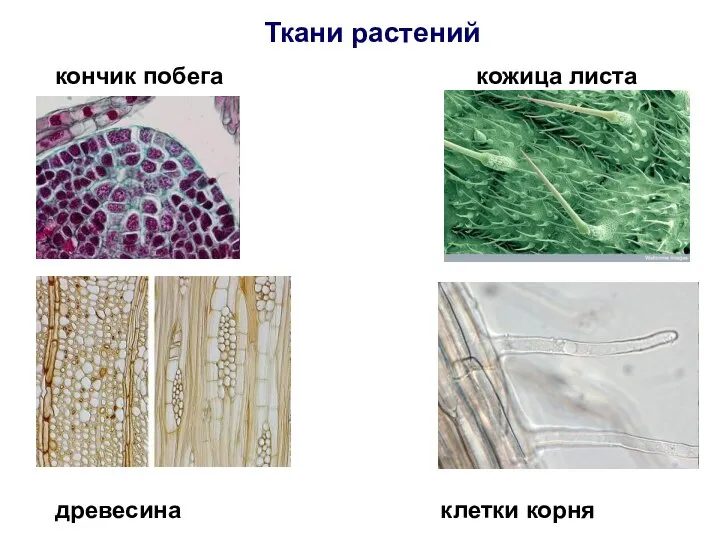 Ткани растений кончик побега кожица листа древесина клетки корня