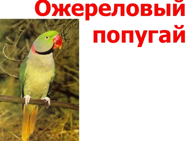 Ожереловый попугай