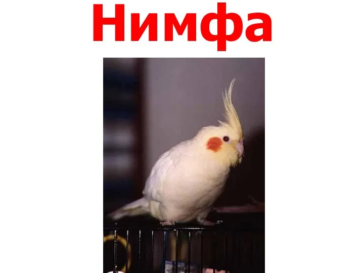 Нимфа