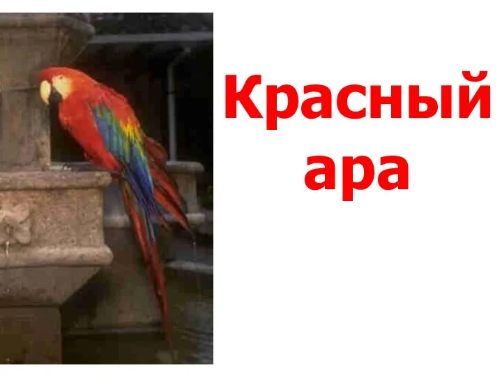 Красный ара