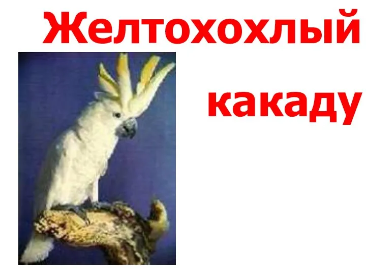 Желтохохлый какаду