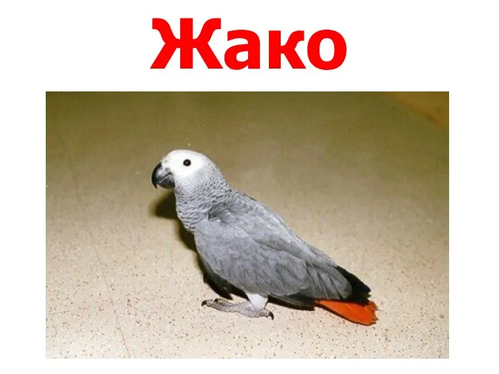 Жако