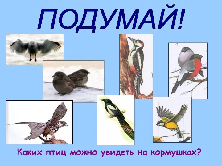 Каких птиц можно увидеть на кормушках? ПОДУМАЙ!
