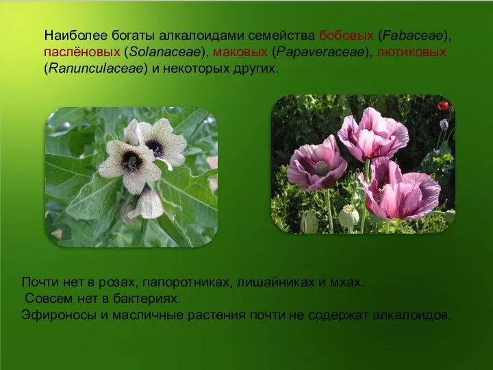 Наиболее богаты алкалоидами семейства бобовых (Fabaceae), паслёновых (Solanaceae), маковых (Papaveraceae), лютиковых