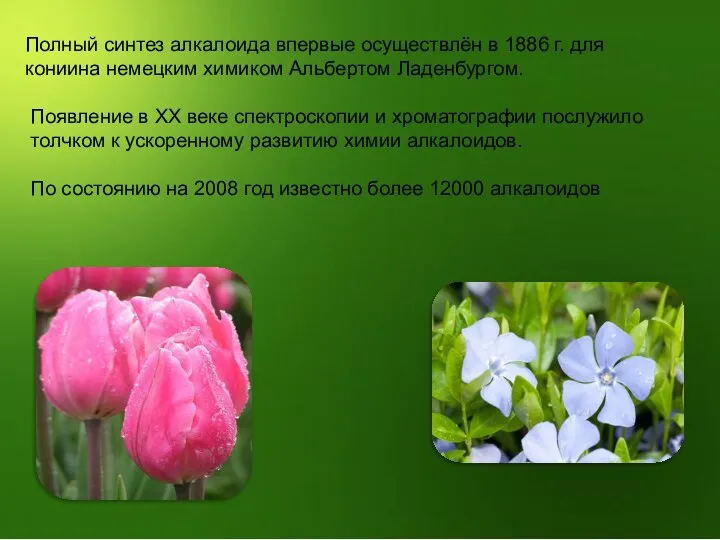 Полный синтез алкалоида впервые осуществлён в 1886 г. для кониина немецким