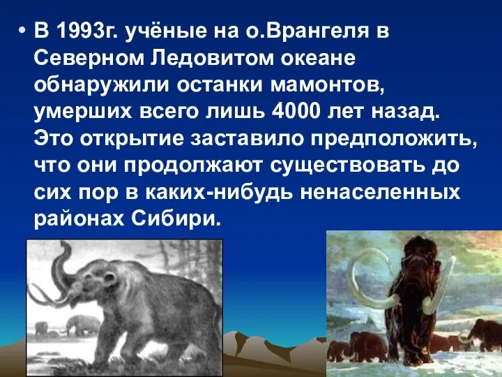 В 1993г. учёные на о.Врангеля в Северном Ледовитом океане обнаружили останки