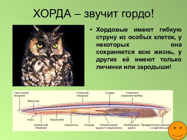 ХОРДА – звучит гордо! Хордовые имеют гибкую струну из особых клеток,