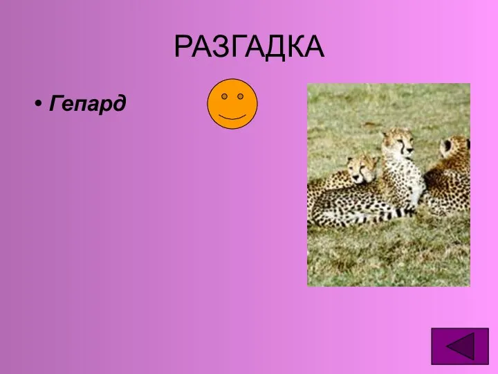 РАЗГАДКА Гепард