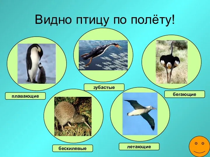 Видно птицу по полёту! плавающие бегающие зубастые летающие бескилевые