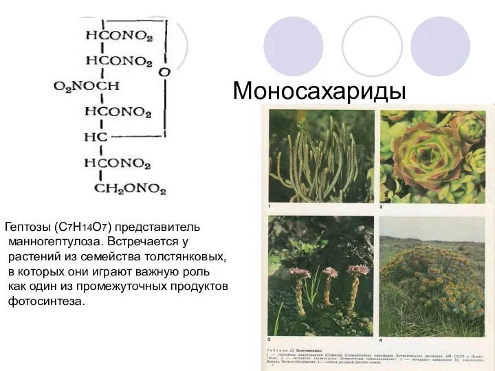 Гептозы (С7Н14О7) представитель манногептулоза. Встречается у растений из семейства толстянковых, в