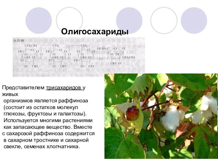 Олигосахариды Представителем трисахаридов у живых организмов является раффиноза (состоит из остатков