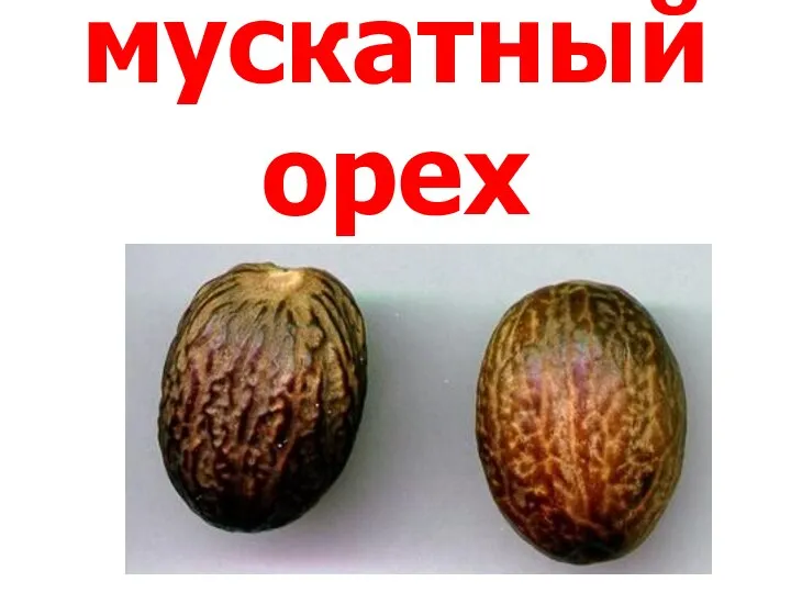 мускатный орех