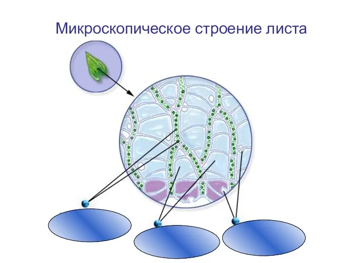 Микроскопическое строение листа