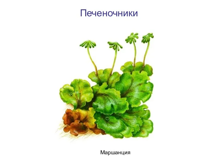 Печеночники Маршанция