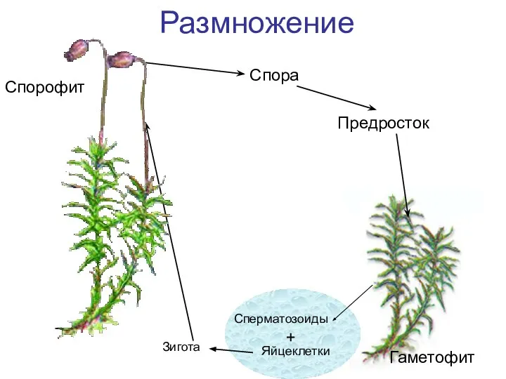 Размножение Спора Предросток Спорофит Гаметофит Сперматозоиды Яйцеклетки + Зигота