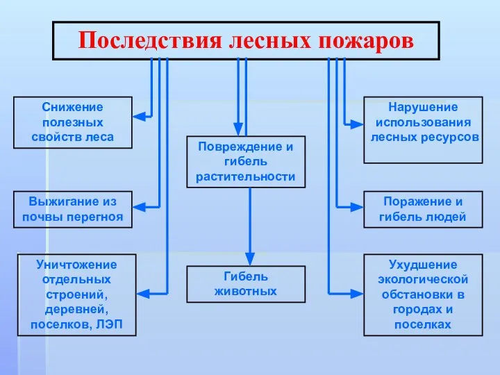 Последствия лесных пожаров Гибель животных Повреждение и гибель растительности Выжигание из