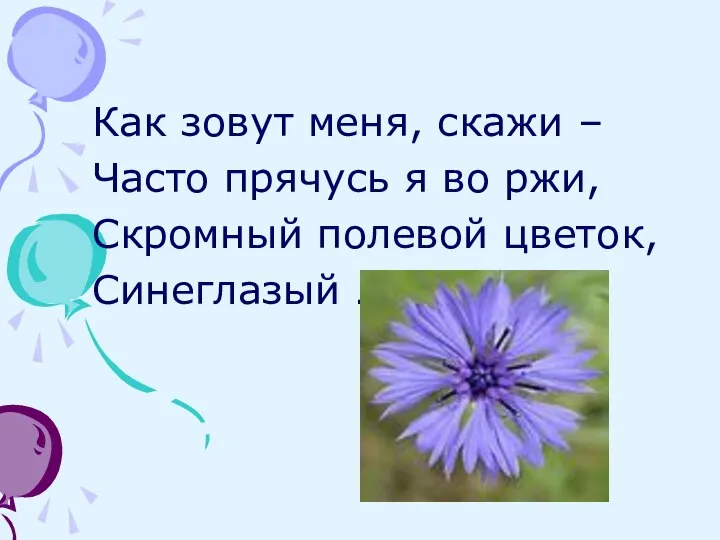 Как зовут меня, скажи – Часто прячусь я во ржи, Скромный полевой цветок, Синеглазый …