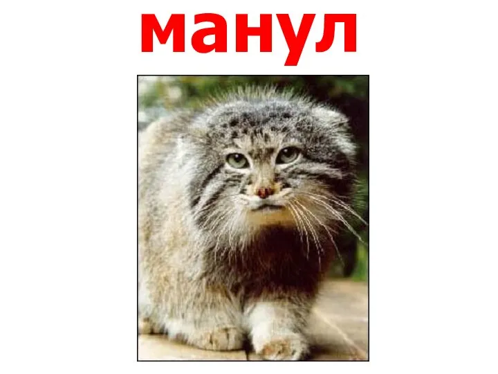 манул