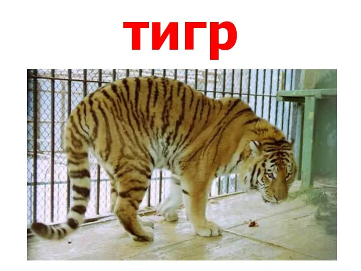 тигр